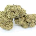 Ghost OG Indoor V1 BESTSELLER